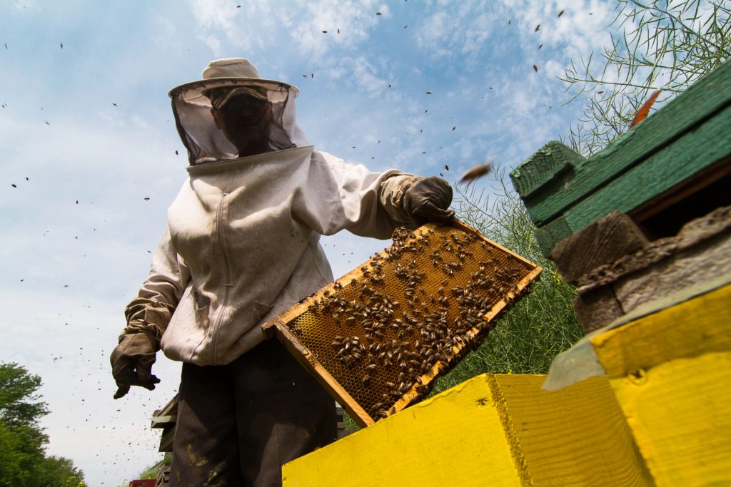 méhészkedés rövid idő alatt elkezdhető szakma.