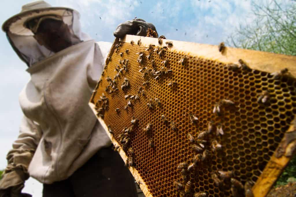 Méhész szakképesítés