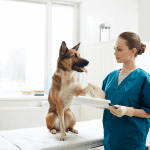 Állatorvosi asszisztens képzés
